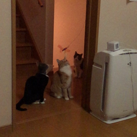 スローモーション（普通の動画になってる）の画像