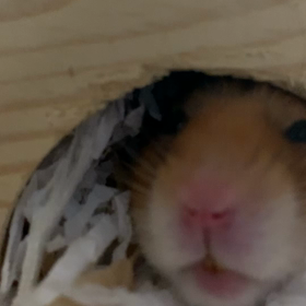 こんばんは(*´д`)の画像