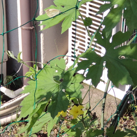 蝶に頼るの画像