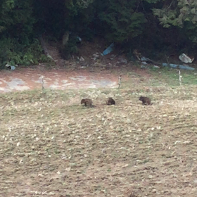 イノシシだ！の画像