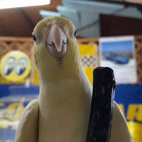 オカメインコ　の画像