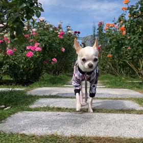 中之島バラ園の画像