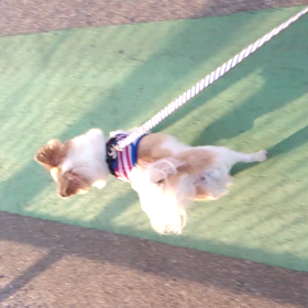 ミッキーくんの画像