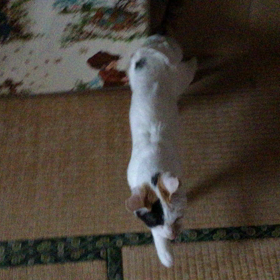 歩いた‼︎*\(^o^)/*の画像