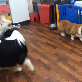 こたろう君登場の画像