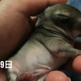 可愛い爪(^-^)の画像