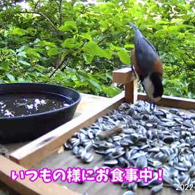 すぎぴたんの事件簿シーズン２　２８６話（レストランに新来客）の画像