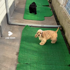 本来のトイレトレーニングから遠のいているの画像