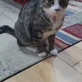 やさぐれラミちゃんの画像