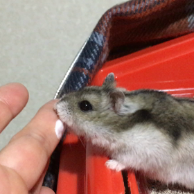 ヨーグルトとりんの画像