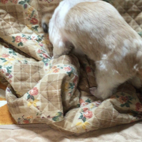 ホリホリの画像