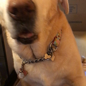 よもこ近いじょ、レーザーポインターの画像