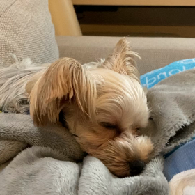 ねむねむリンゴの画像