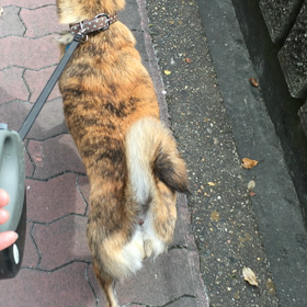 芋虫さんの画像