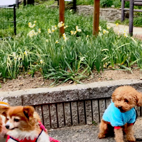 黒岩水仙郷に行ってきましたの画像