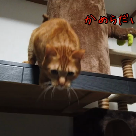 カメラ好きな猫‼️の画像