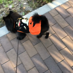 2020年10月31日　ハロウィンの画像