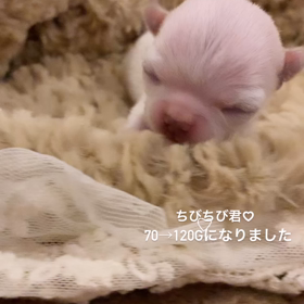 ちびちびベビーの画像