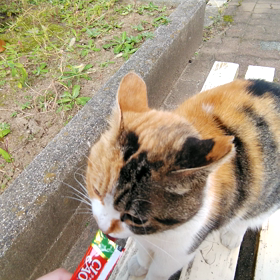 【術後7日目】ピグモン、反抗期！？の画像