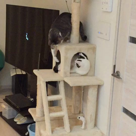 てんちゃんの新生活の画像