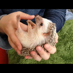 たぬさん、まさ針に会う２(仰向け動画)の画像