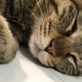 キジトラ声優？？の画像