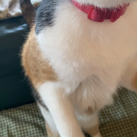 ちゅーる大好き！　独り占めの画像