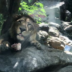 上野動物園の画像