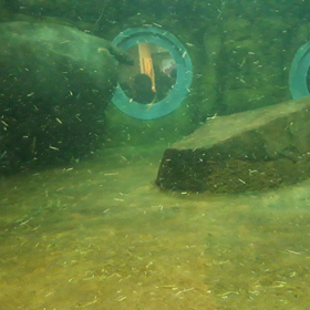 カバの　水泳❗の画像