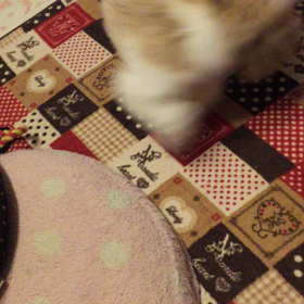 愛犬まりんとみしか９３ みぃたんの動画祭りなのだっ。の画像