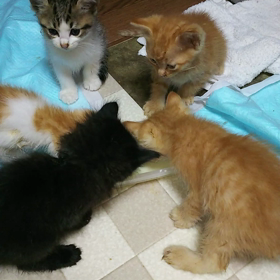 お兄ちゃんちびニャンず1の画像