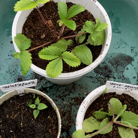 引っ越し（ハーブ）の画像