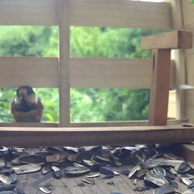 すぎぴたんの  事件簿シーズン2　338話（かわいい仕草）の画像