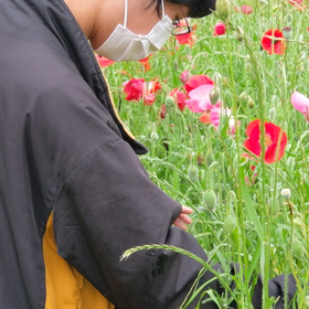 北関東一ポピー畑❁⃘*.ﾟの画像