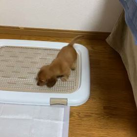 さんちゃんベビー♡の画像