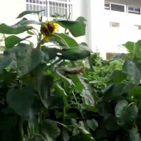 ムシャムシャの画像