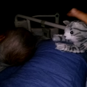 91歳の父との同居　91歳の父は猫が好き　飼えない、でもかえるの画像