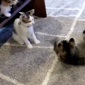 仔猫釣れましたの画像