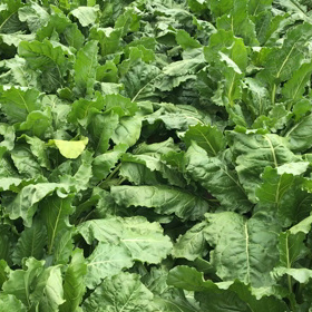 緑の海で泳ぐ気分になるビートの草取りの画像