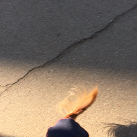 私の不思議解消。散歩と鳩の画像