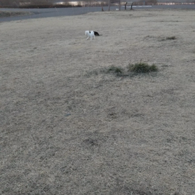 今日のはなちゃん264、モモちゃん220の画像