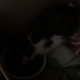 もぐもぐタイム！の画像