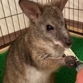 ミルク大好き、パルマワラビーの画像