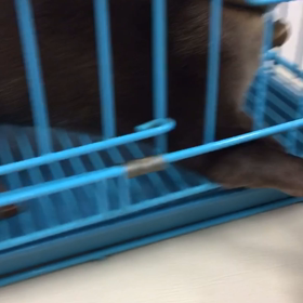 15匹目のカワウソ(　˙༥˙　)ポジティブにいきたい話っの画像