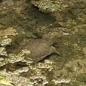 唯我独尊の画像