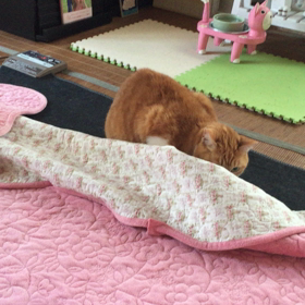 ピコ大興奮！の画像