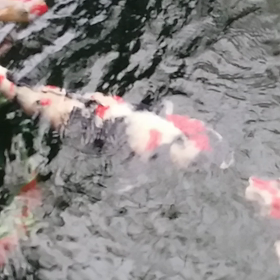 しょうわの画像