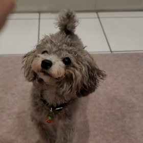 コマンド『くるっ』YouTubeの画像