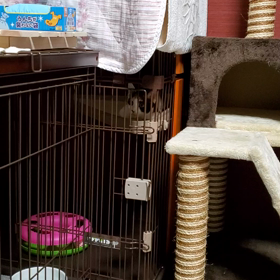 みぃちゃん猫部屋へ戻るの画像