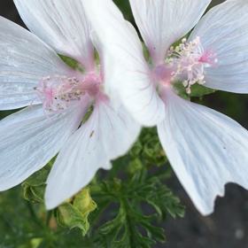 風にそよぐ花の画像